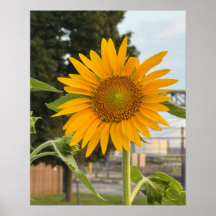Poster photo de tournesol