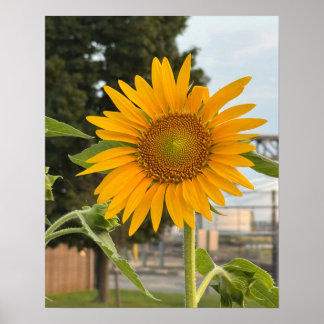 Poster photo de tournesol