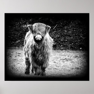 Poster Photo de vache Shaggy Highland (noir et blanc)