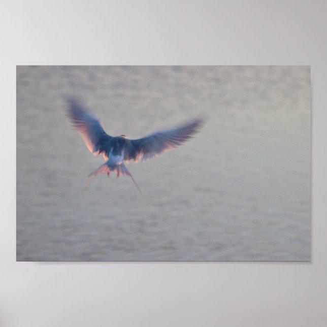 Poster Photo de vol d'oiseaux (Devant)