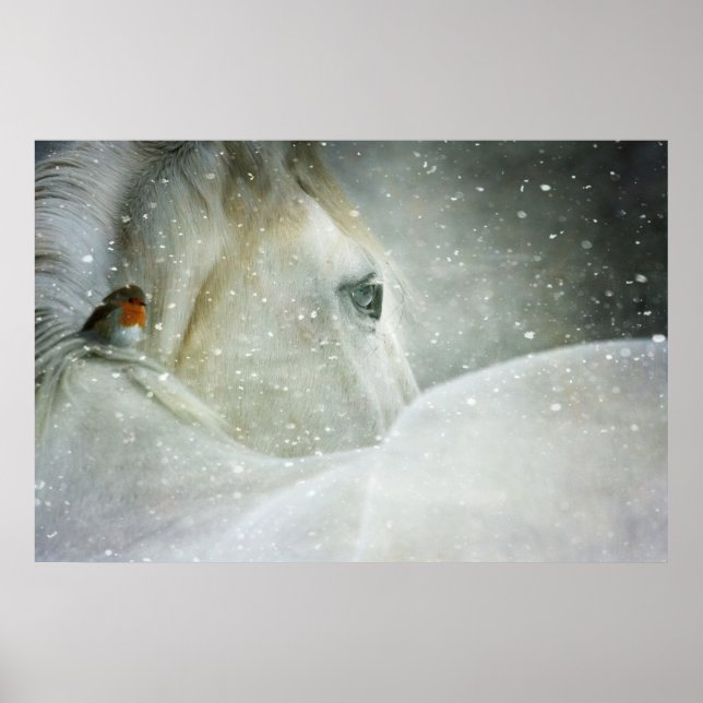 Poster Photo de White Horse and Bird en hiver (Devant)