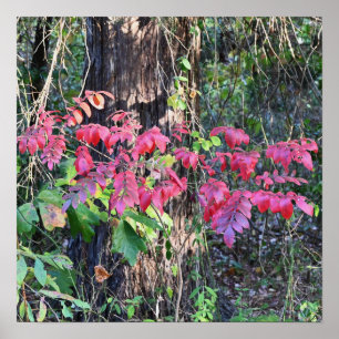 Poster photo des feuilles d'automne