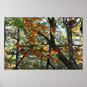 Poster photo des feuilles d'automne