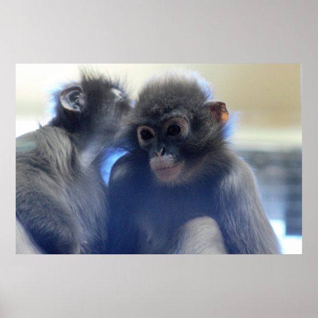 Poster Photo des singes (Devant)
