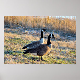 Poster Photo d'oies du Canada