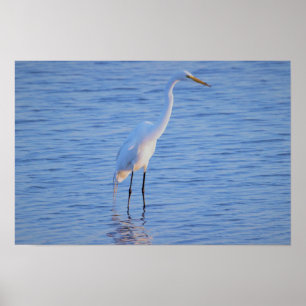 Poster Photo d'oiseau héron