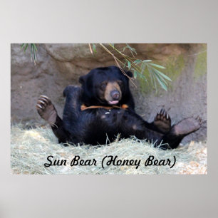 Poster Photo d'ours de miel (ours de Sun)