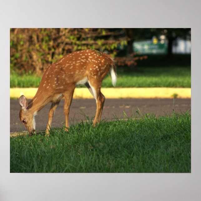 Poster photo du cerf (Devant)