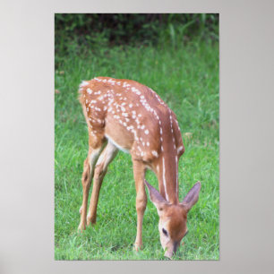 Poster photo du cerf