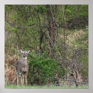 Poster photo du cerf