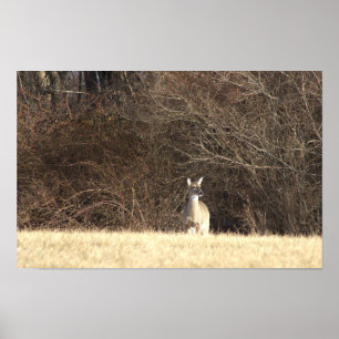 Poster photo du cerf