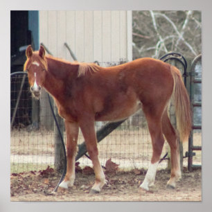 Poster photo du cheval
