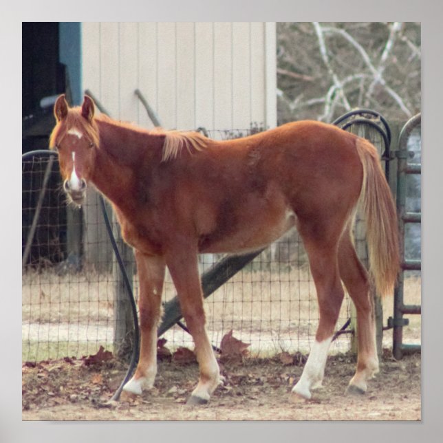 Poster photo du cheval (Devant)