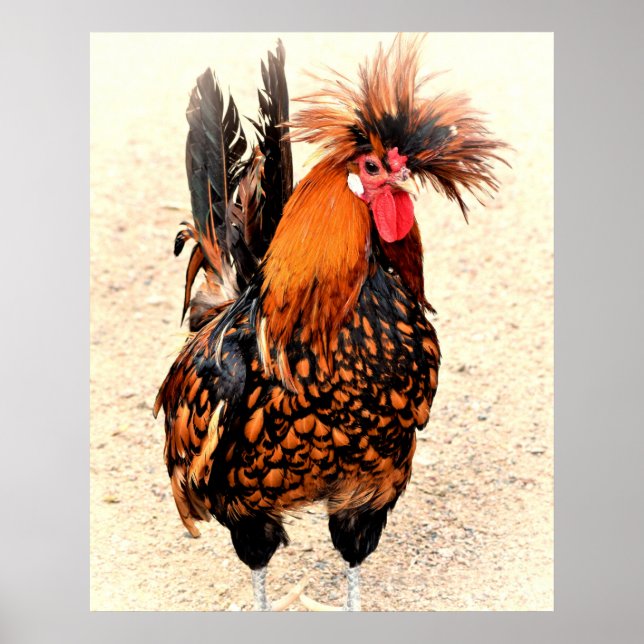 Poster Photo du coq 136 (Devant)