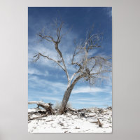 Photo du parc national White Sands Zion