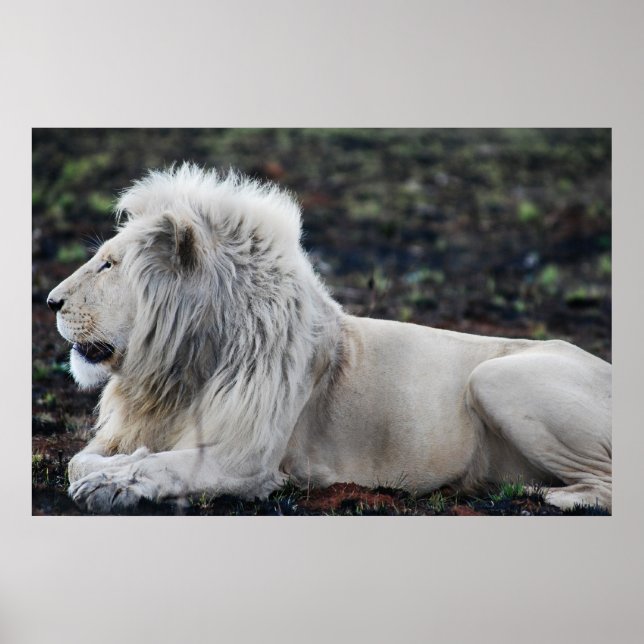 Poster Photo du profil du lion blanc africain (Devant)