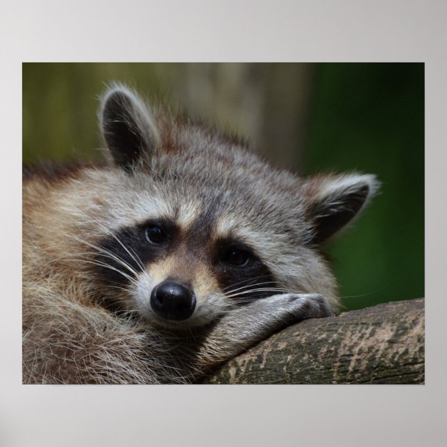 Poster Photo du Raccoon mignon (Devant)