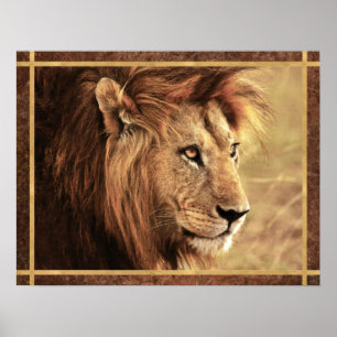 Poster Photo du Sideway du lion majestueux