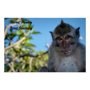 Poster Photo du singe cool