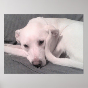 Poster Photo d'un chien blanc avec une queue incurvée con