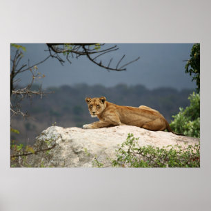 Poster Photo d'un lion africain allongé sur un rocher dan