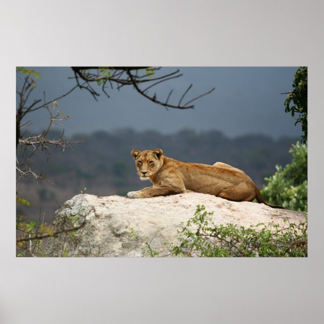 Poster Photo d'un lion africain allongé sur un rocher dan (Devant)