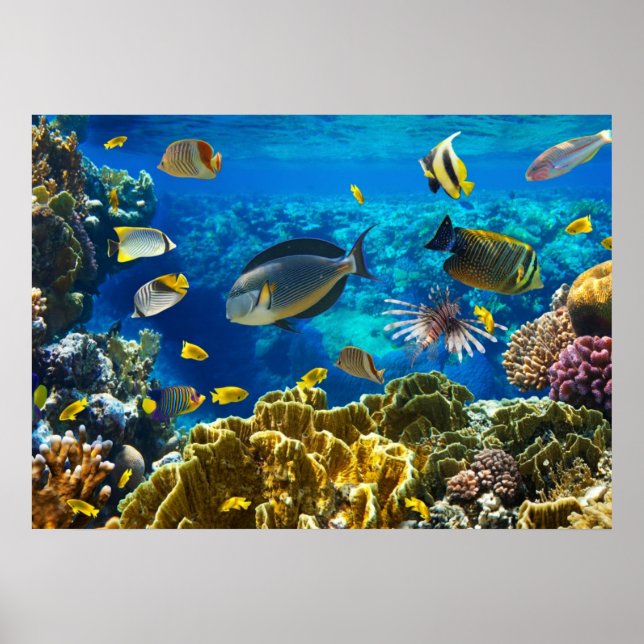 Poster Photo d'un poisson tropical sur une barrière de co (Devant)