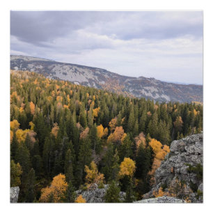 Poster photo d'une forêt d'automne montagneuse, montagnes