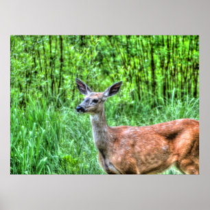 Poster Photo Elégante Doe Femme Deer Wildlife