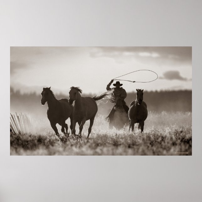 Poster Photo en noir et blanc d'un Cowboy Lassos Horses (Devant)