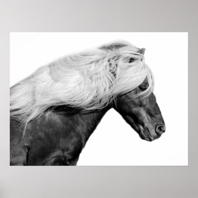 Poster Photo équestre de cheval noir et blanc (Devant)