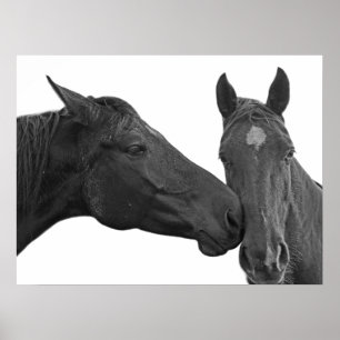 Poster Photo équestre de cheval noir et blanc