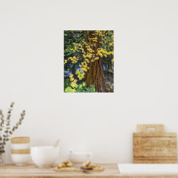 Photo Feuilles d'érable jaune et Douglas Fir