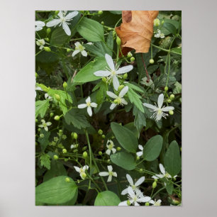 Poster photo Fleur sauvage blanc