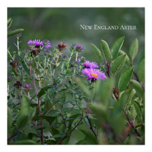 Poster photo Fleur sauvage violet