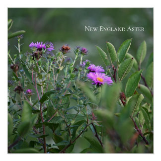 Poster photo Fleur sauvage violet