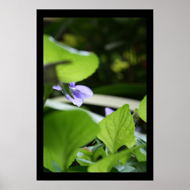Poster photo floral violet secret (Devant)