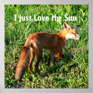 Poster photo Fox
