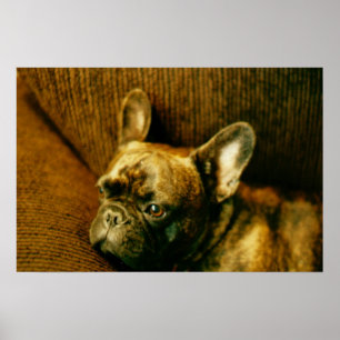 Poster photo French Bulldog