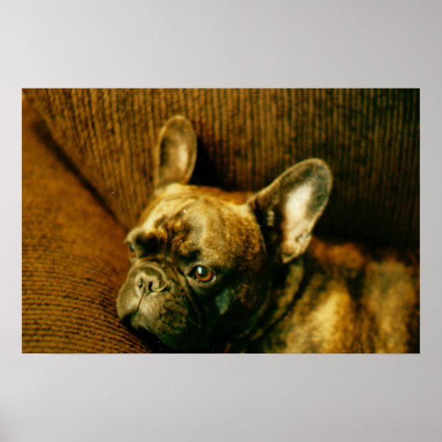 Poster photo French Bulldog (Devant)