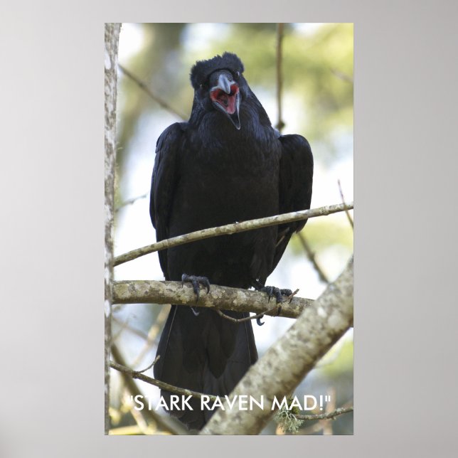 Poster photo Funny Raven Wildlife (Devant)