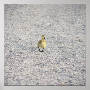 Poster photo Gosling