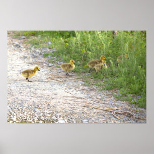 Poster photo Goslings
