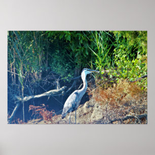 Poster Photo Great Blue Heron