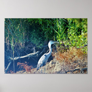 Poster Photo Great Blue Heron