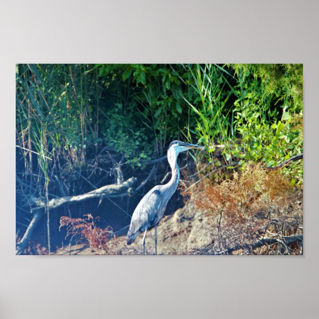 Poster Photo Great Blue Heron (Devant)
