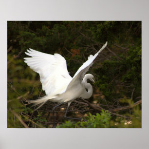 Poster photo Great Egret