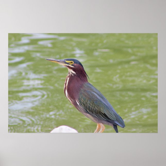 Poster photo Green Heron Bird (Devant)