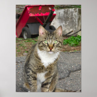 Poster Photo "Harry"