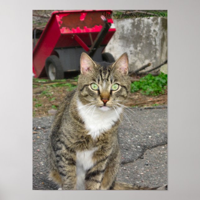 Poster Photo "Harry" (Devant)